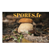 🌱 Testeur de Sol : pH de Terre Portatif 🌍 - Sans Pile, pour des plantations réussies 🌾