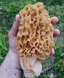 Comment cultiver les Morilles Blondes 1 x 50ml pour faire 5 litres de mycélium Morilles Blondes LIVRAISON Gratuite !! 100% de souche Française. - Spores