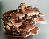 OFFRE Découverte ! Cultivez vos propres champignons Shiitaké 1 tube de 15ml = 1,5 litres de mycélium de Shiitaké Livraison Gratuite !! 100% de souche Française. - Spores