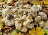 Comment Cultiver La truffe blanche 1 tube de 50ml= 5 litres de mycélium truffe blanche LIVRAISON Gratuite !! 100% de souche Française. - Spores
