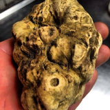 Comment Cultiver La truffe blanche 1 tube de 50ml= 5 litres de mycélium truffe blanche LIVRAISON Gratuite !! 100% de souche Française. - Spores