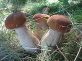 Spores de Cèpes de Bordeaux SOUS FORME LIQUIDE Prêt à l'Emploi pour tube de 50ml = 5 litres de mycélium. LIVRAISON Gratuite !! 100% de souche Française. - Spores