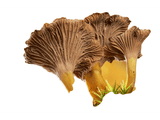 mycélium chanterelle