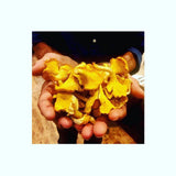 Faites pousser des Girolles jaunes 1 tube de 50ml = 5 litres de mycélium Girolles jaunes Livraison Gratuite !! 100% de souche Française. - Spores