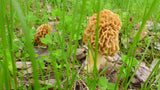 OFFRE Découverte ! Comment cultiver les Morilles Blondes 1 x 15ml pour faire 1,5 litres de mycélium Morilles Blondes LIVRAISON Gratuite !! 100% de souche Française. - Spores