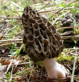 OFFRE Découverte ! Comment cultiver les Morilles Coniques 1 x 15ml pour faire 1,5 litres de mycélium Morilles Coniques LIVRAISON Gratuite !! 100% de souche Française. - Spores