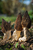 OFFRE Découverte ! Comment cultiver les Morilles Coniques 1 x 15ml pour faire 1,5 litres de mycélium Morilles Coniques LIVRAISON Gratuite !! 100% de souche Française. - Spores