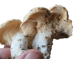 mycélium de pied de mouton, spores de pied de mouton.