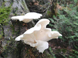 Comment Cultiver des Pleurotes 1 tube de 50ml = 5 litres de mycélium Pleurotes LIVRAISON Gratuite !! 100% de souche Française. - Spores